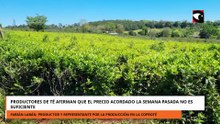 Productores de té afirman que el precio acordado la semana pasada no es suficiente