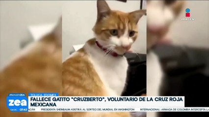 Fallece el gatito “Cruzberto”, voluntario de la Cruz Roja Mexicana de Toluca