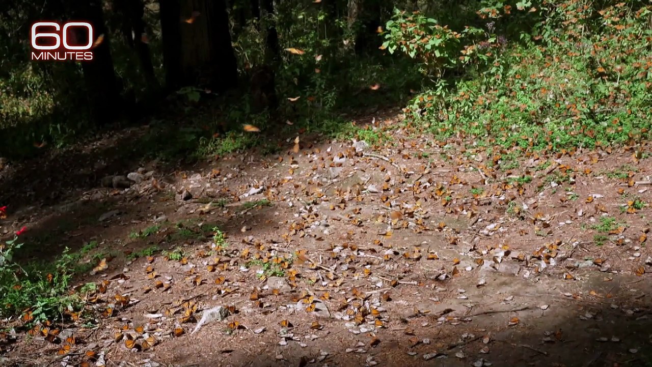 Scientists Unlock Monarch Butterfly Migration Secrets Using Radio Tags | 60 Minutes Investigation