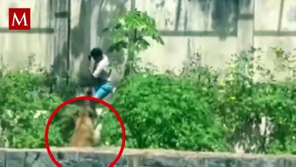 ¿Por qué entró a la jaula de la leona? Revelan nueva información sobre el joven