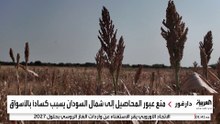 تراجع المحاصيل وانتشار الآفات.. الحرب تتسبب في تدمير قطاع الزراعة بالسودان