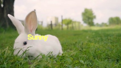 Cute Bunny Story for Kids | Bunny Bella and the Magical Moonlight Melody