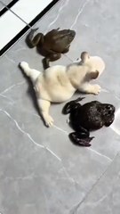 #funny video #shortvideo #viralvideo #funnyadda#