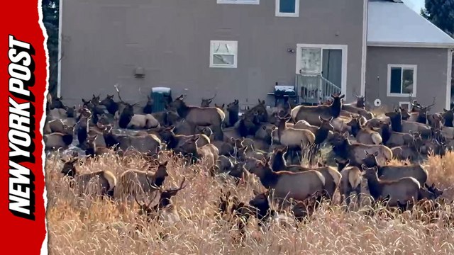 Elk invasion!: Colorado family's backyard swarmed by massive herd