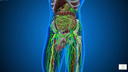 “Hydration & Cancer Prevention After 60 Why Water Matters More Than You Think”