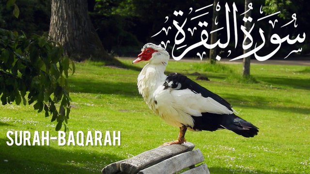 :Surah Al-Baqarah Full | Beautiful Recitation | Surah Al-Baqarah | Healing & Protection | Best Quran Recitation Abbasi Studio