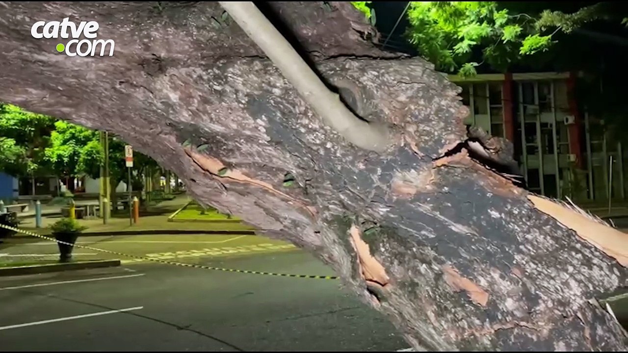 Grande árvore cai na rua Minas Gerais