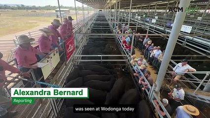 Feeder steers under the hammer at Wodonga