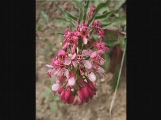 Song of the Maggie  Sidney Torch    [PARLOPHONE] 78rpm
