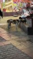 Filming cat at streets !! #animals #asia #vlog #people