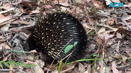Tim The Yowie Man explores the secrets of the echidna