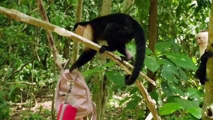 Весілля в Коста-Риці | movie | 2025 | Official Trailer