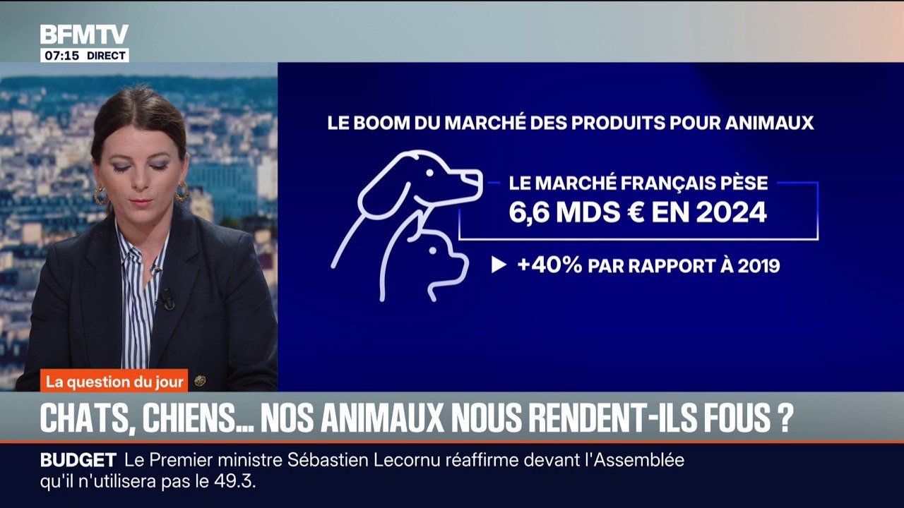 Déguisements, calendriers de l'Avent, peluches...Le marché français des produits pour animaux en forte progression
