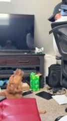 Golden Retriever Barks at Owner to Get Her Message Across to Him