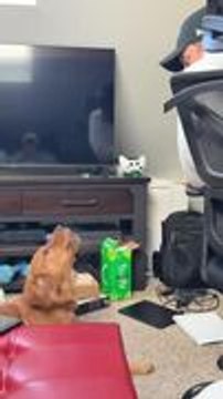 Golden Retriever Barks at Owner to Get Her Message Across to Him