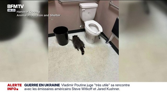 Aux États-Unis, un raton-laveur a été retrouvé ivre mort dans un magasin d'alcool dans l'État de Virginie
