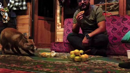 Bisküvi aşkı dostluk getirdi! Barakasına gelen ‘Tilko’ isimli tilkiyi her gün elleriyle besliyor