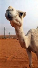 This is saudi arabia camel