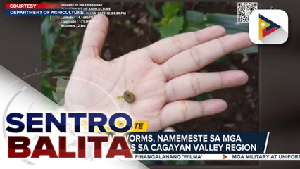 D.A. Region 2, puspusan ang mga hakbang vs. pamemeste ng fall armyworms | ulat ni Vel Custodio