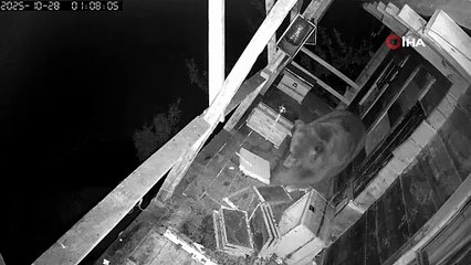 Evin balkonuna tırmanan ayı bal kovanlarındaki balı yedi