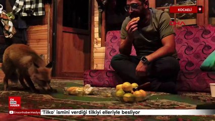 Kocaeli'nde 'Tilko’ ismini verdiği tilkiyi elleriyle besliyor