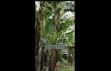 Notre empreinte sur Terre : le scandale du chlordécone aux Antilles françaises