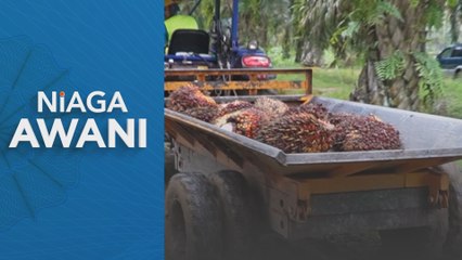 Harga sawit diunjur kekal stabil tahun depan