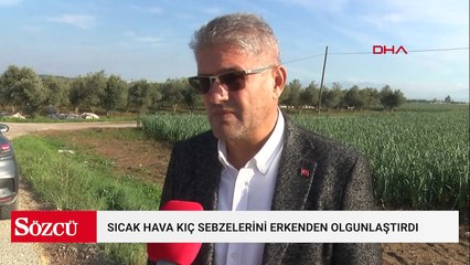 Mevsim normalleri üzerindeki sıcaklık kış sebzelerini erken olgunlaştırdı
