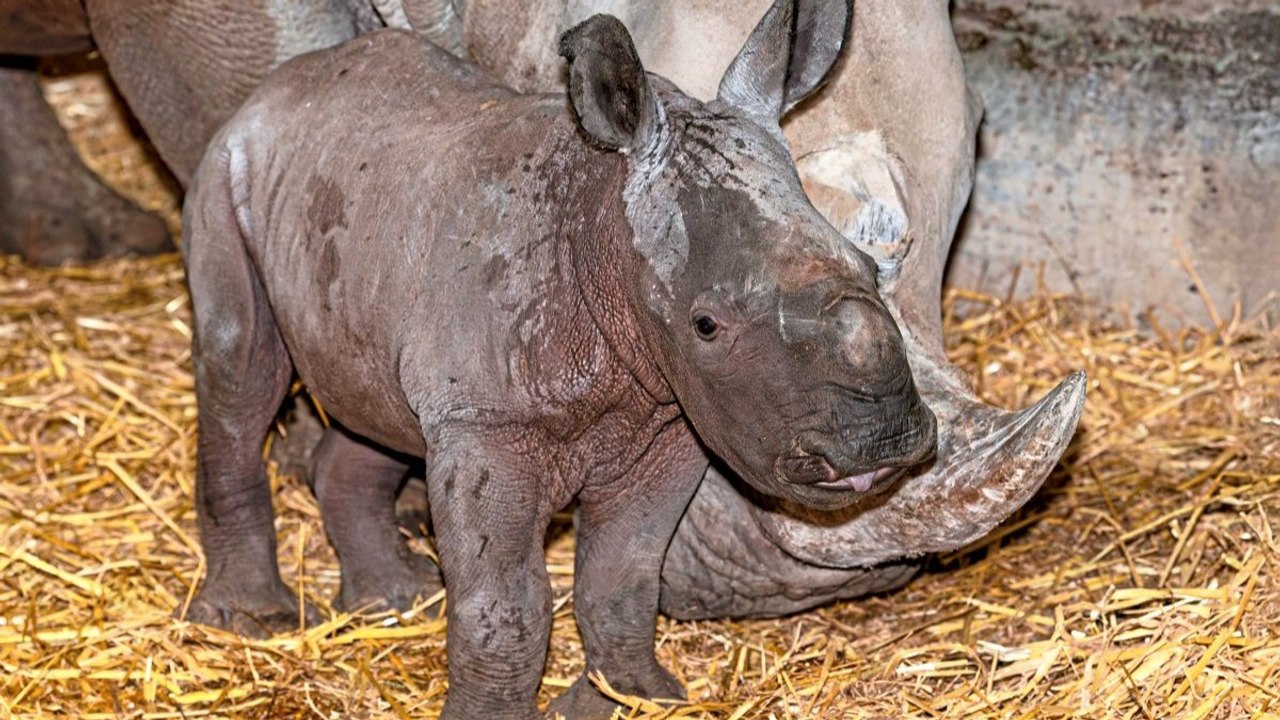Nashorn-Baby im Zoo Schmiding in Oberösterreich geboren