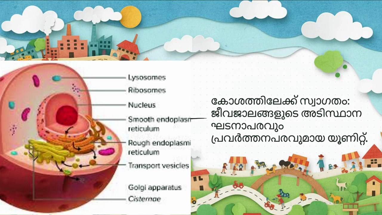 Human Cell Structure & Functions