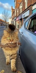 Cat Gets Scared by a Car Horn and Drops the Bird! 😱🐱🕊️