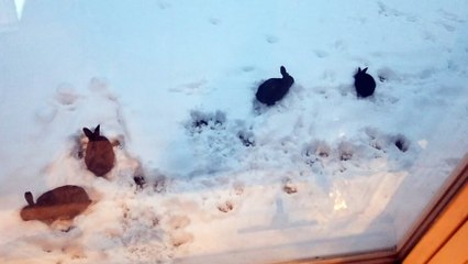 Synchronized bunny nibbles in the snow. | #SparklegleamFarm #Bunny #homestead #rabbit #farmanimals #cute