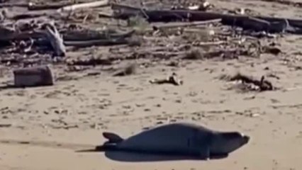 Il video della foca monaca avvistata a Ravenna: «In Italia 55 esemplari vicini alle coste»