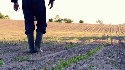 DISOCCUPAZIONE AGRICOLA: Cassa Integrazione vale come giorni di LAVORO!