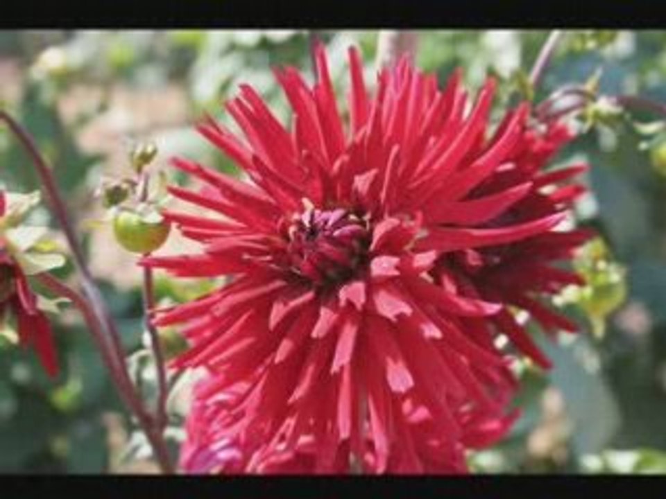 Tango Amargura- -Josephine Bradley   orchestra [DECCA] 78rpm