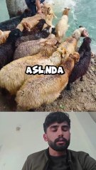 Keçiler yanlış noktaya indi