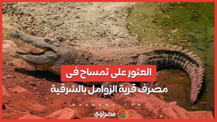 العثور على تمساح فى مصرف قرية الزوامل بالشرقية