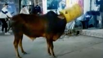 Video: खाने की तलाश में घूस रहा था सांड, ड्रम में फंस गया सिर