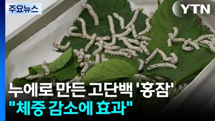 [녹색] 누에로 만든 고단백 '홍잠'..."체중 감소에 효과" / YTN