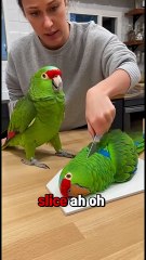 animals-react-to-cutting-animal-cakes-