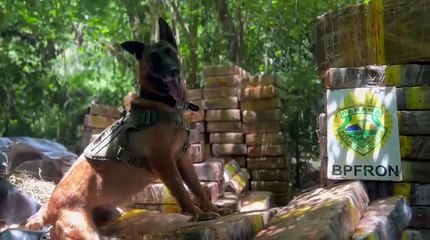 BPFron localiza 1,5 tonelada de maconha escondida em mata em Santa Helena