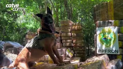 Apreensão de 1,5 tonelada de maconha escondida em mata em Santa Helena