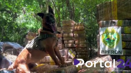 BPFRON APREENDE UMA TONELADA E MEIA DE MACONHA ESCONDIDA EM MATA NA CIDADE DE SANTA HELENA-PR