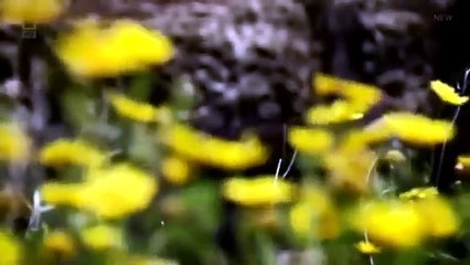 Warrior Graveyard Ghosts of the Crusades (National Geographic Documentary)