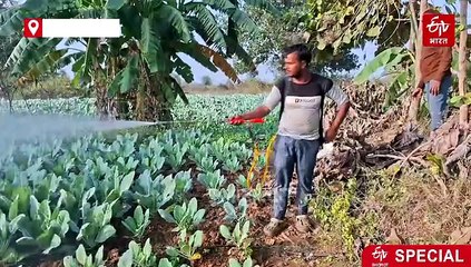 इंजीनियर की नौकरी छोड़ बन गए किसान, चतरा के उदय यूट्यूब से खेती सीख कर रहे मोटी कमाई