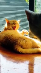 #funny video #shortvideo #viralvideo #funnyadda#