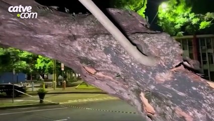 Grande árvore cai na rua Mato Grosso, Centro de Cascavel