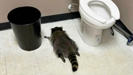 Drunk raccoon on liquor store rampage captured in new security footage