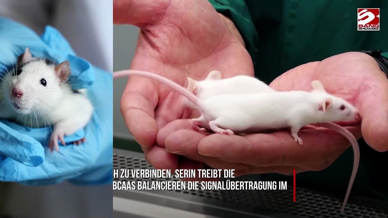 Nahrungsergänzungs-Cocktail kehrt Autismus-Symptome bei Mäusen um – auch Menschen könnten profitieren