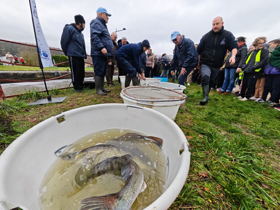 Un an après la catastrophe, les poissons retrouvent le canal du Loing